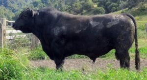 Angus Mating Form